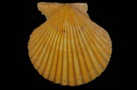 藏品(高貴海扇蛤)的圖片